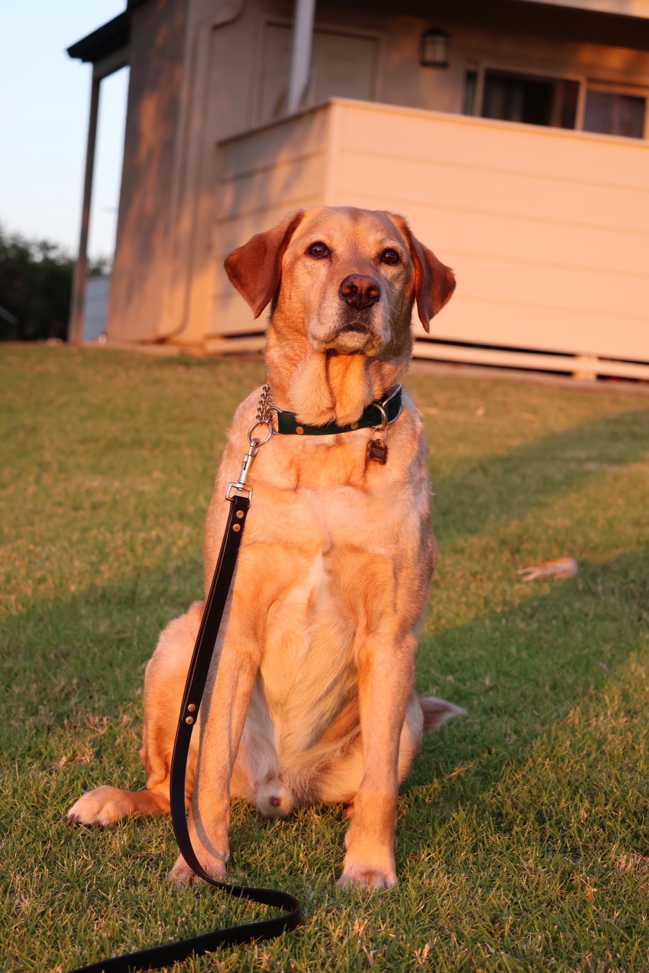 Golden retriever in golden hour light