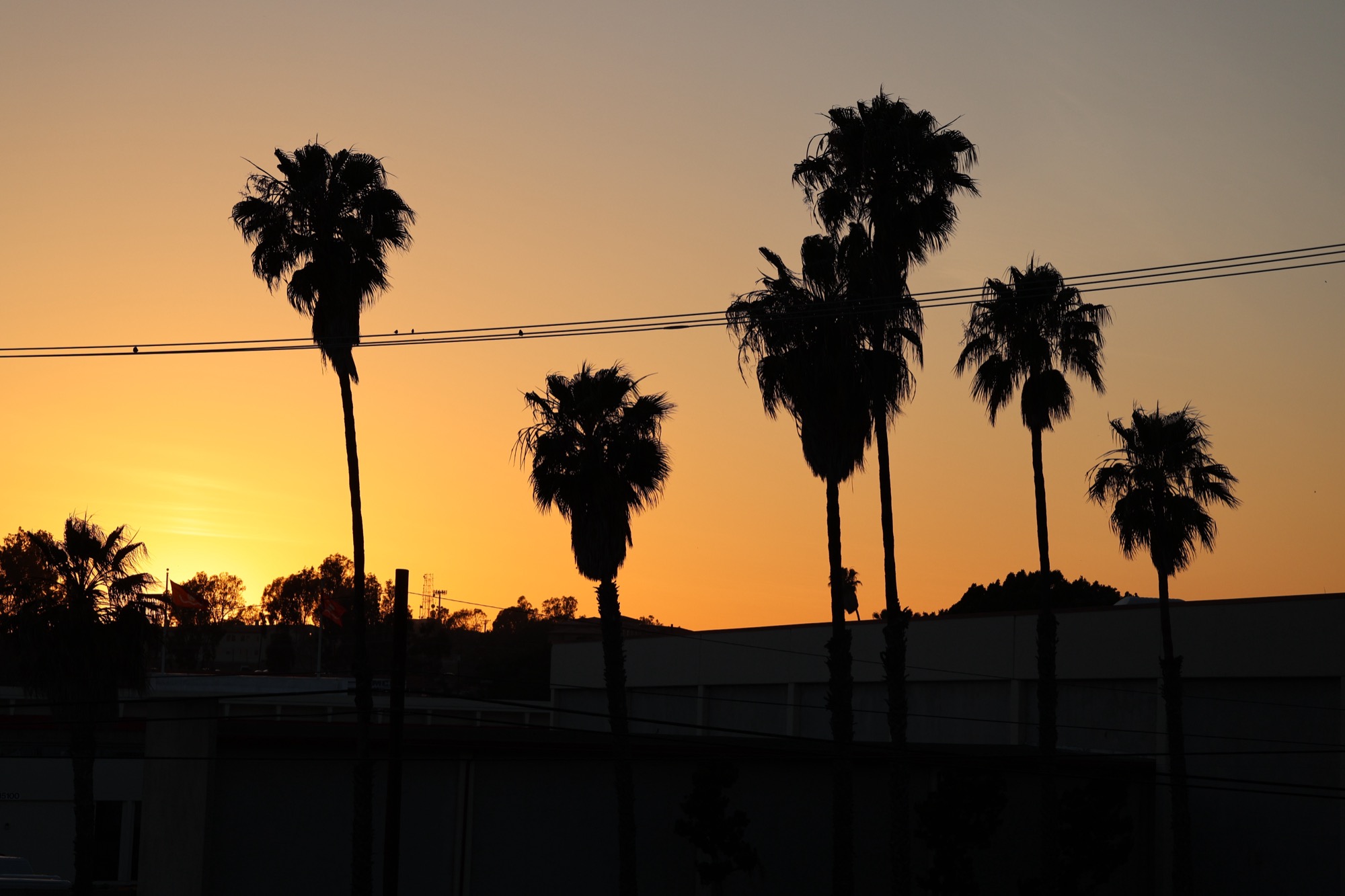 Palm trees silhouetted against an Oceanside sunset